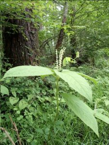 フタリシズカ　草本植物　センリョウ科　学名：Chloranthus serratus